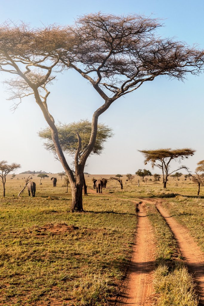 Kilimandscharo & Safari